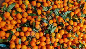 Мандарины оптом из Грузии и Абхазии