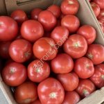 Томаты ( Помидоры )