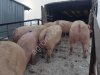 Поросята. Свиньи, Свиноматки (оптом)