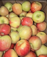 Яблоко Хоней Крисп 2 сорт