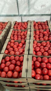 Томат розовый тепличный