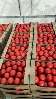 Томат розовый тепличный