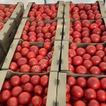 Томат розовый тепличный