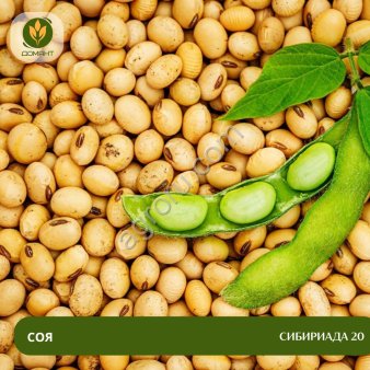 Семена сои Сибириада 20 (Рс1)