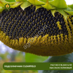 Семена подсолнечника РЖТ Воллкано КЛП высокоолейновый