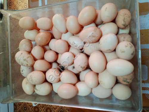 Яйцо куриное домашнее