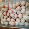 Яйцо куриное домашнее