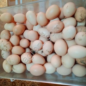 Яйцо куриное домашнее