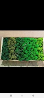 Мох Лишайник - Ягель (олений мох)