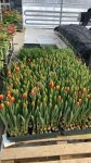Тюльпаны оптом от производителя
