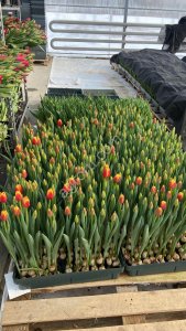 Тюльпаны оптом от производителя
