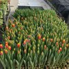 Тюльпаны оптом от производителя