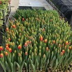 Тюльпаны оптом от производителя
