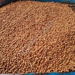 ЧИШЕННЫЙ ФУНДУК