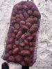 Картофель красный оптом от производителя