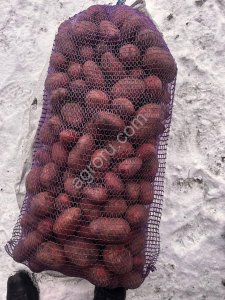 Картофель красный оптом от производителя