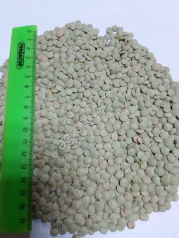 ЧЕЧЕВИЦА (зелёная /красная)