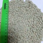 ЧЕЧЕВИЦА (зелёная /красная)