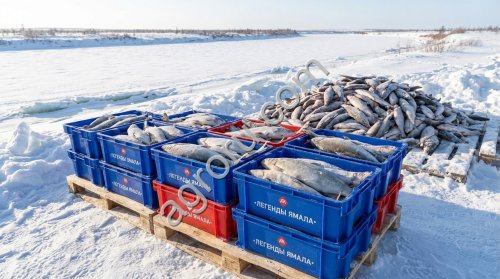 Рыба свежемороженая сырок оптом