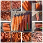 Экспорт сельскохозяйственной продукции из Республики Беларусь