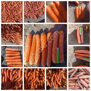 Экспорт сельскохозяйственной продукции из Республики Беларусь