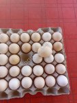 Яйцо куриное