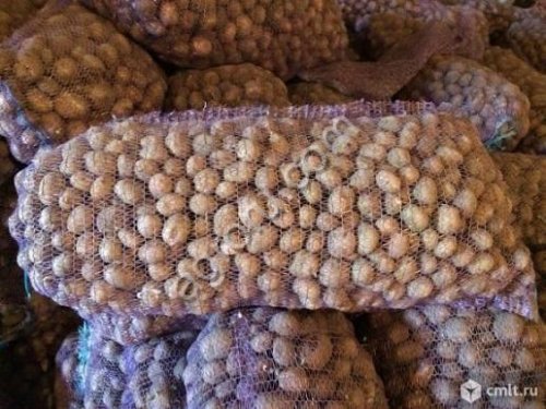 Семенной картофель ЭС