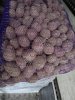 Семенной картофель Мемфис 1я репродукция