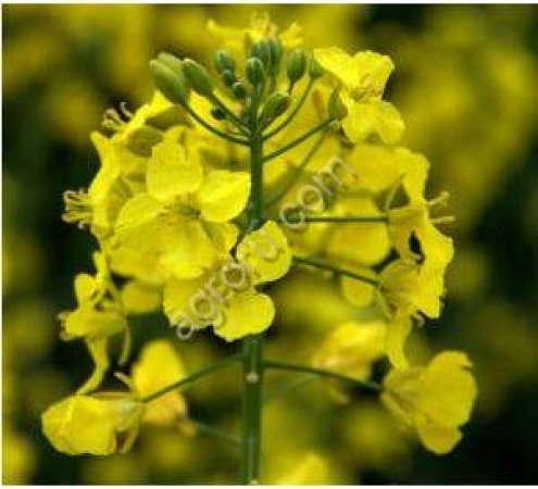 Донник жёлтый Альшеевский (РС-3)