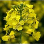 Донник жёлтый Альшеевский (РС-3)