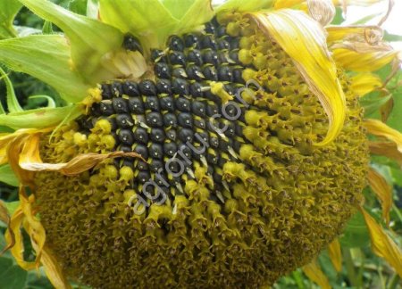 Семена подсолнечника РИМИСОЛ