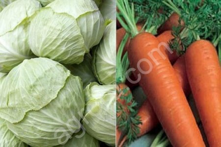 Капуста,морковка