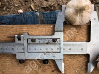 Семенной <strong>чеснок</strong> Добрыня