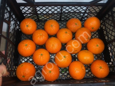 Мандарины МАНДОРА