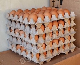 Яйцо куриное оптом
