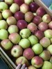 Фермерские яблоки различных сортов