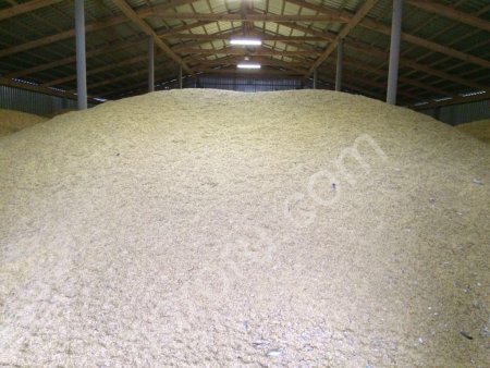 Овес продовольственный натура 555