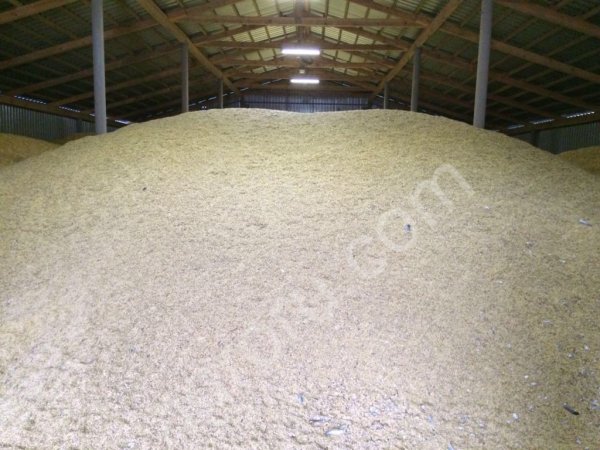 Овес продовольственный натура 555