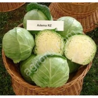 Капуста б/к ранн.Адема F1 (1000шт)улучш RZ