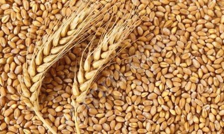 Пшеница яровая мягкая Тулайковская 10