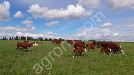 Говядина Мраморная