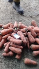 Морковь каскад оптом