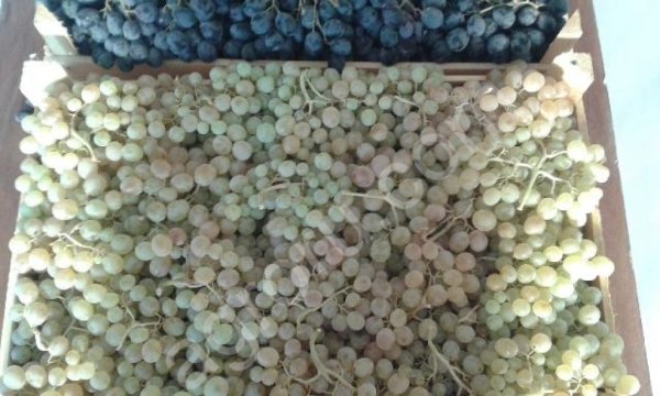 Виноград из Армении от производителя