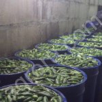 Миницеха для консервирования огурца