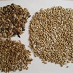 Фотосепаратор Фокус Z3 от ООО Сортекс