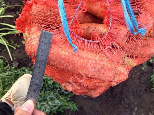 Морковь опт от кфх