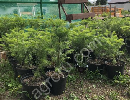 саженцы голубая ель, пихта, кедр, туя оптом