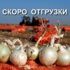 Стардаст лук на зелень