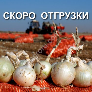 Стардаст лук на зелень