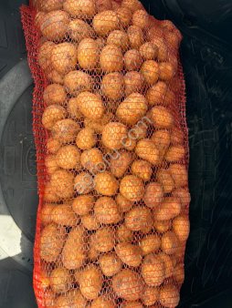 Картофель Гала